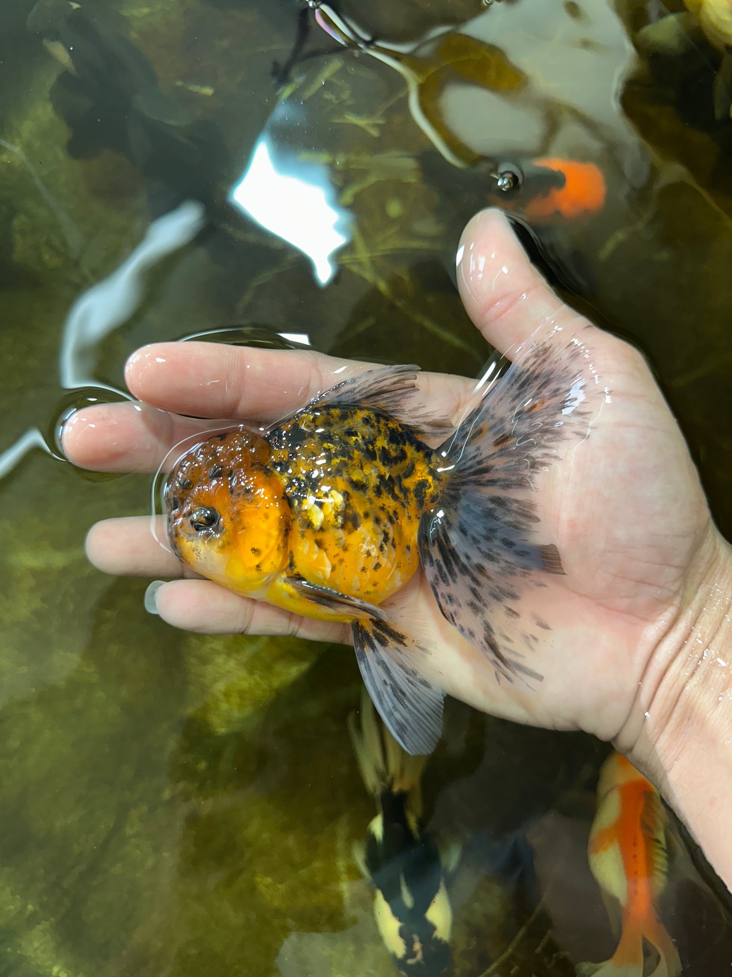 [SINGLE] Tiger Oranda Male 4.5 inches #081525SO_01