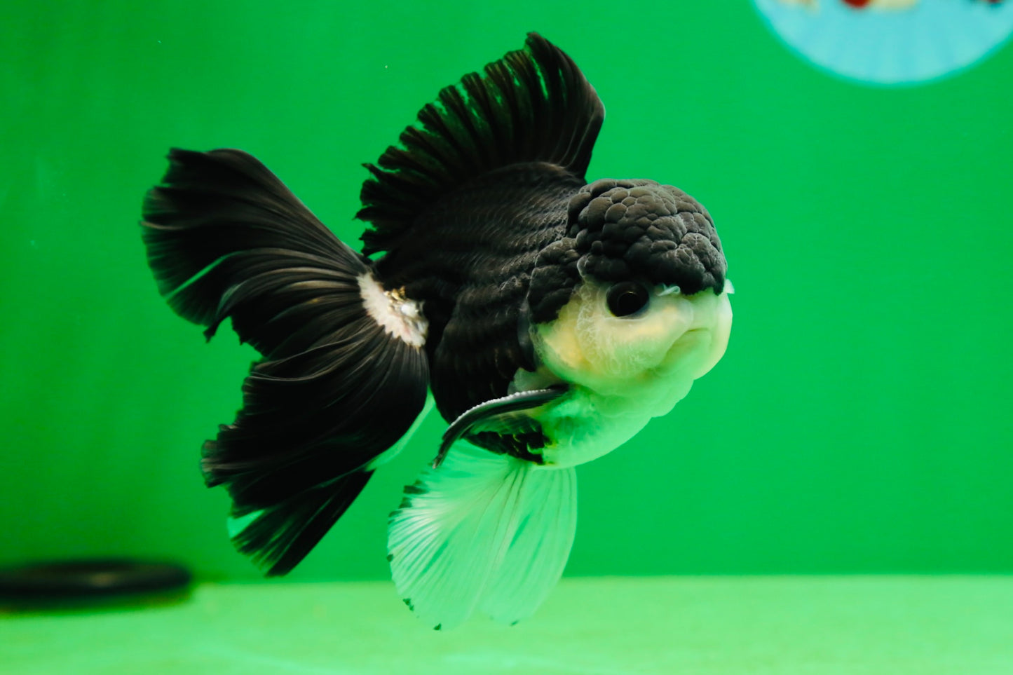 [SINGLE] Panda Button Eyes Oranda Male 4.5-5 inches #080125SO_14