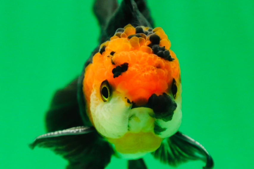 [SINGLE] Tricolor Oranda Male 4.5 inches #090525SO_03
