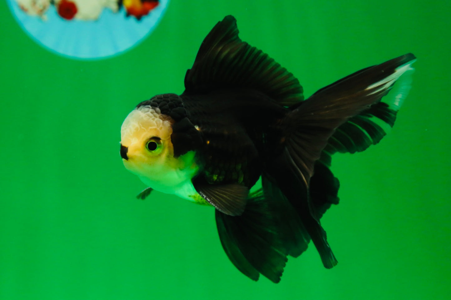 [SINGLE] Panda Oranda Male 4.5 inches #090525SO_02
