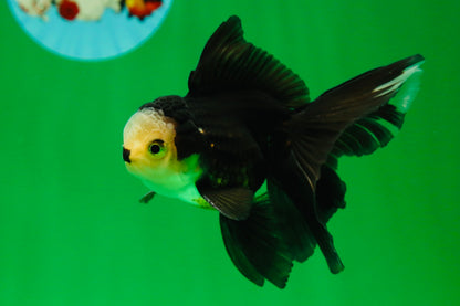 [SINGLE] Panda Oranda Male 4.5 inches #090525SO_02