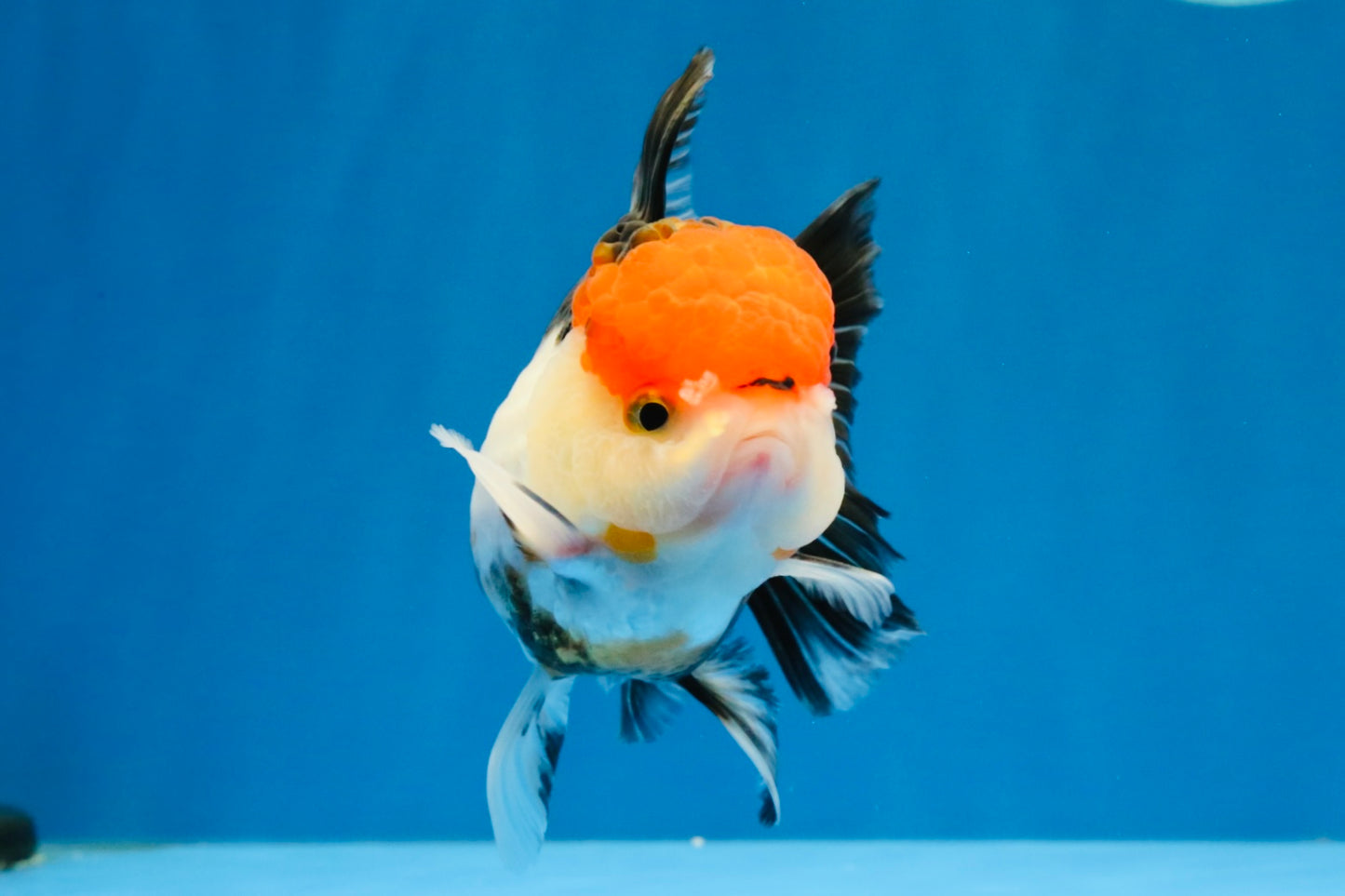 [SINGLE] Tricolor Oranda Female 4-4.5 inches #041026SO_01