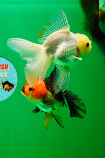 [COUPLE] White Male & Apache Female Oranda 4-4.5 inches #101025CO_04