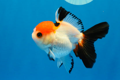 [SINGLE] Tricolor Oranda Female 4-4.5 inches #041026SO_06