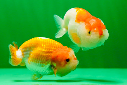 [COUPLE] Red White Lionchu Gender : Unknown 3 inches #041125_10