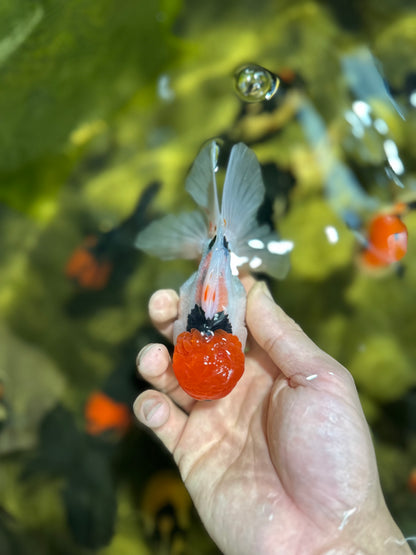 [COUPLE] Red Head Male & Tricolor Female Oranda 4.5 inches #051625CO_10