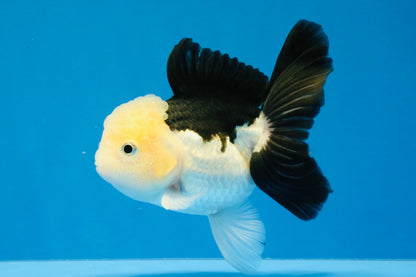 [SINGLE] Panda Oranda Female 4.5 inches #031326SO_02