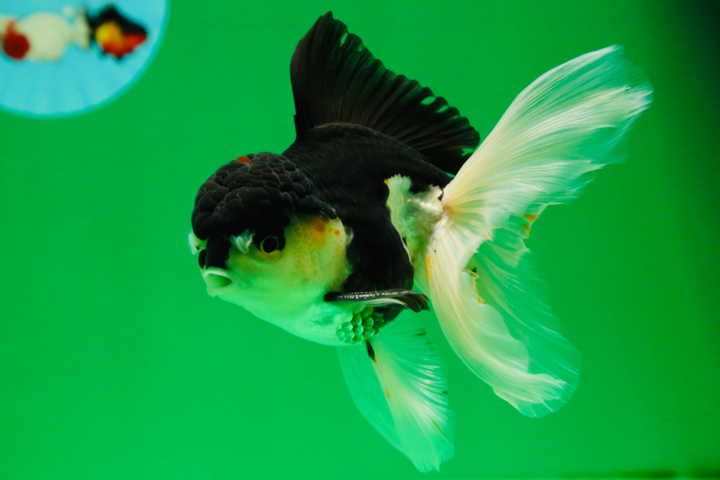 [SINGLE] Panda Oranda Male 5 inches #090525SO_05