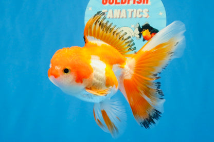[SINGLE] Red White Oranda Male 4.5 inches #031326SO_07