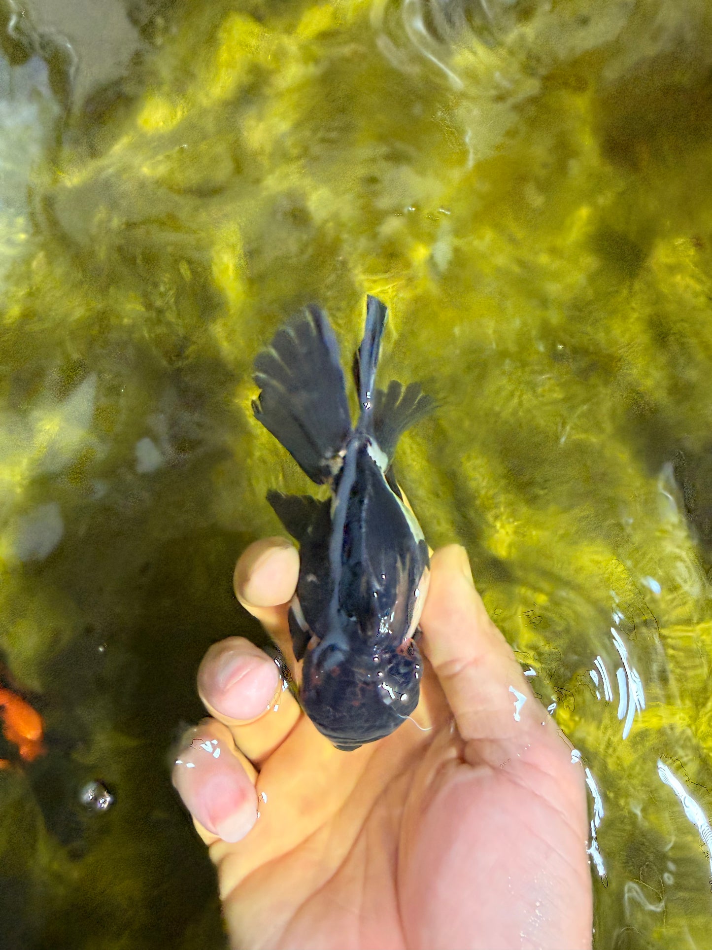 [SINGLE] Tricolor Oranda Male 4.5 inches #022726SO_03