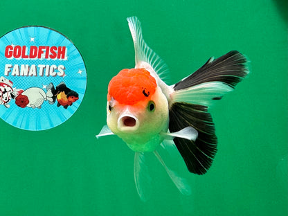 [SINGLE] Red Head Tricolor Oranda Male 4-4.5 inches #060625SO_01