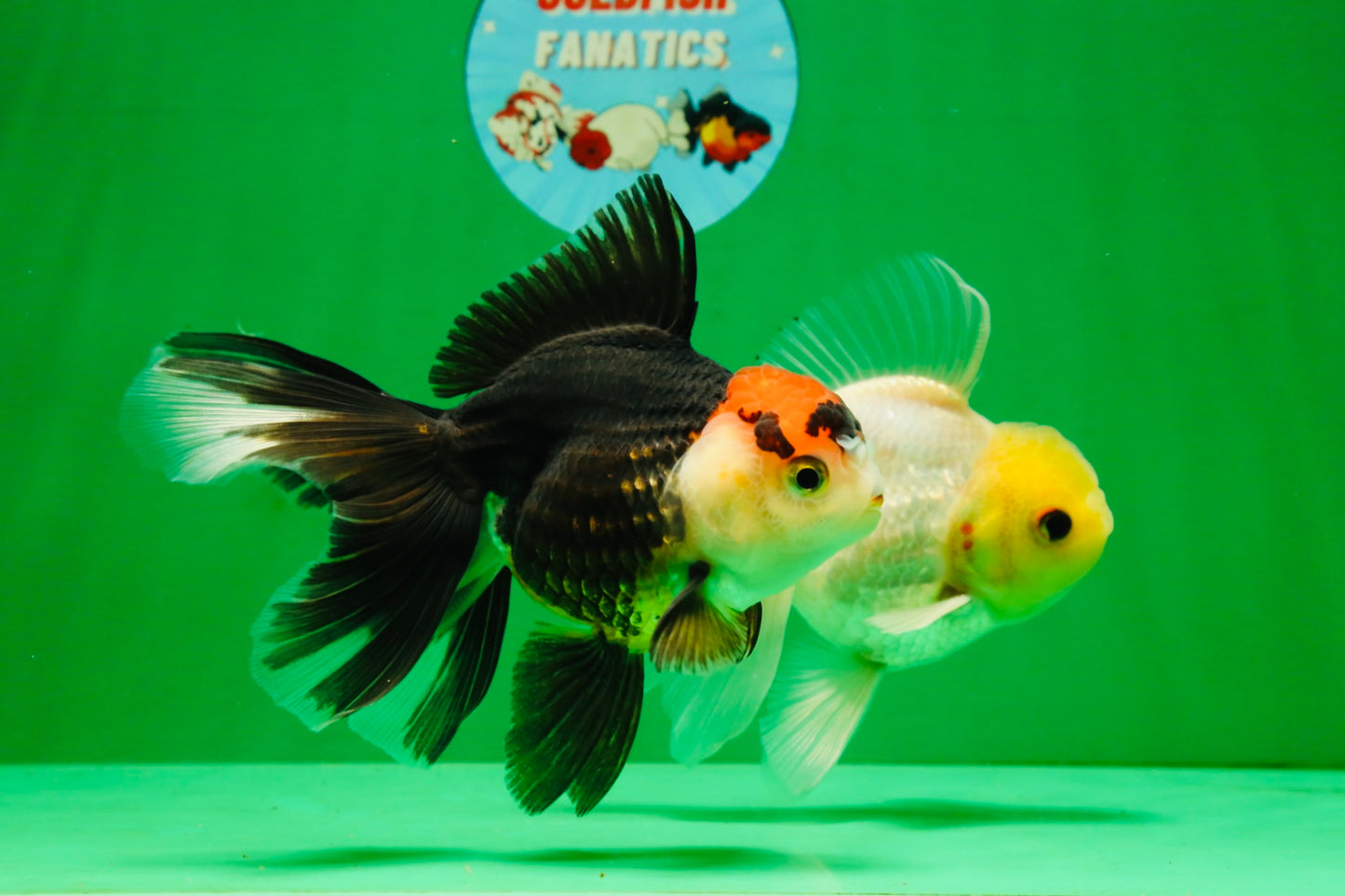 [COUPLE] Lemonhead Male & Tricolor  Female 4.5-5 inches #091925CO_04