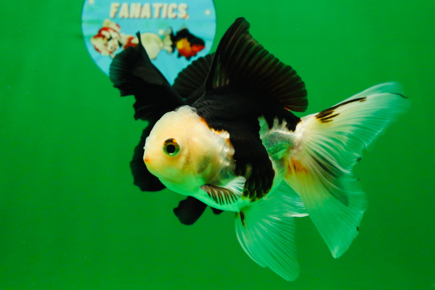 [COUPLE] Tricolor Male & Red White Female Oranda 4.5 inches #101025CO_05