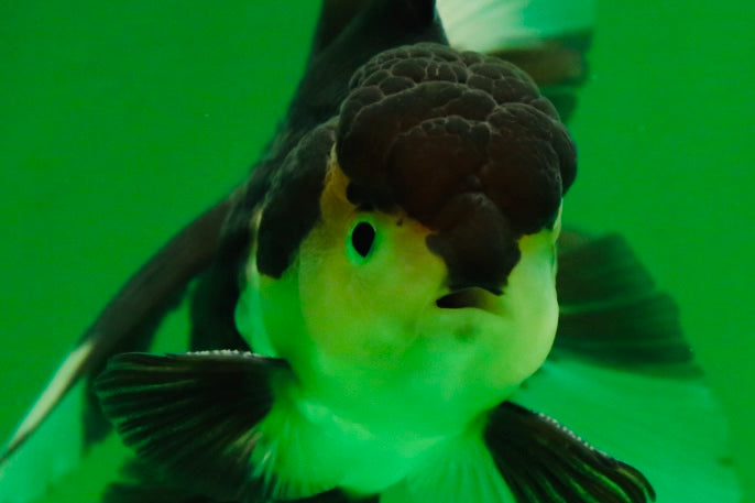 [SINGLE] Panda Male Oranda 4.5-5 inches #080125SO_07