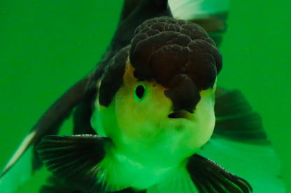 [SINGLE] Panda Male Oranda 4.5-5 inches #080125SO_07