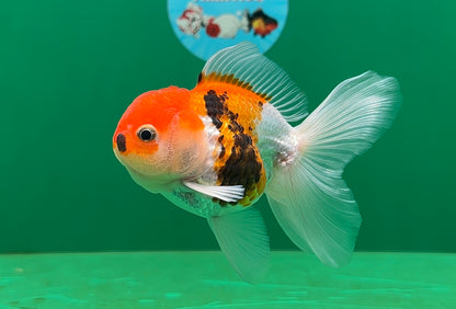 [SINGLE] Tricolor Oranda Male 4-4.5 inches #062725SO_08
