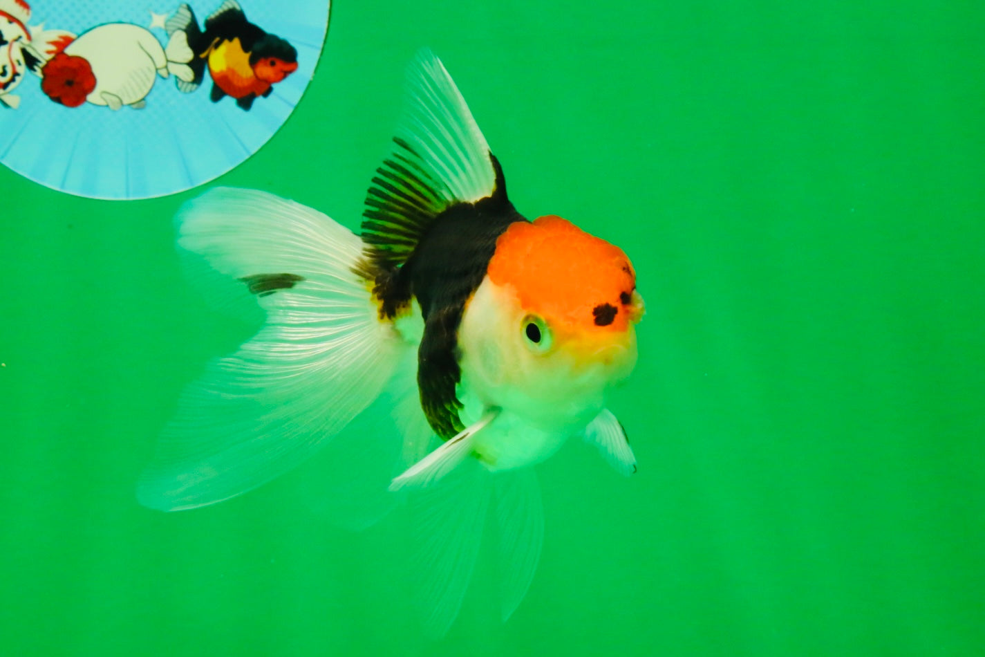 [SINGLE] Tricolor Oranda Female 4-4.5 inches #111425SO_04