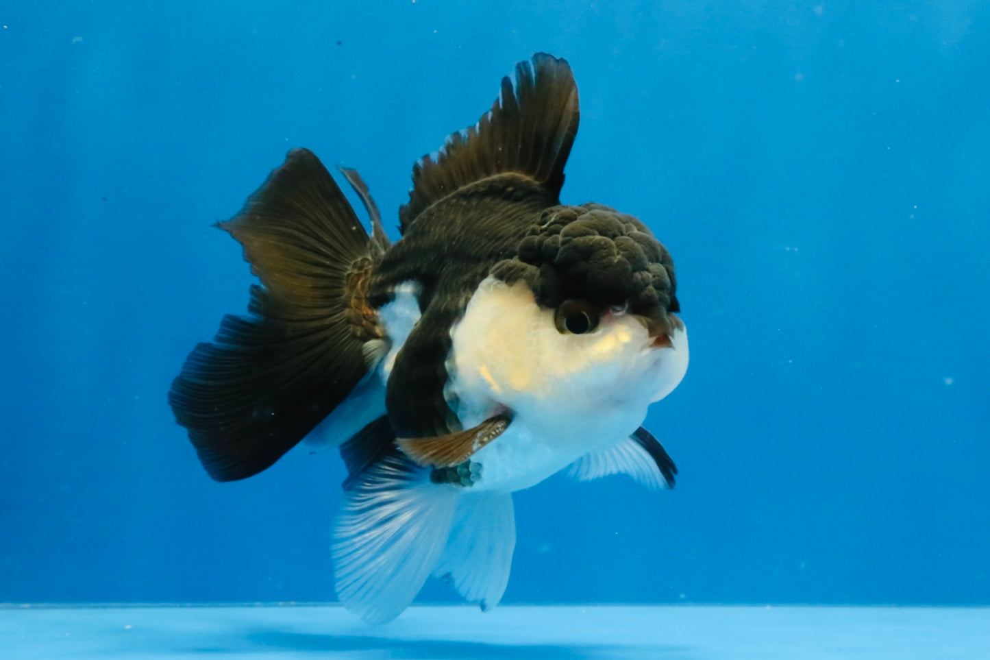 [SINGLE] Panda Oranda Male 4-4.5 inches #031326SO_04