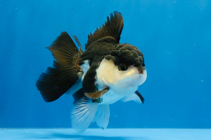 [SINGLE] Panda Oranda Male 4-4.5 inches #031326SO_04