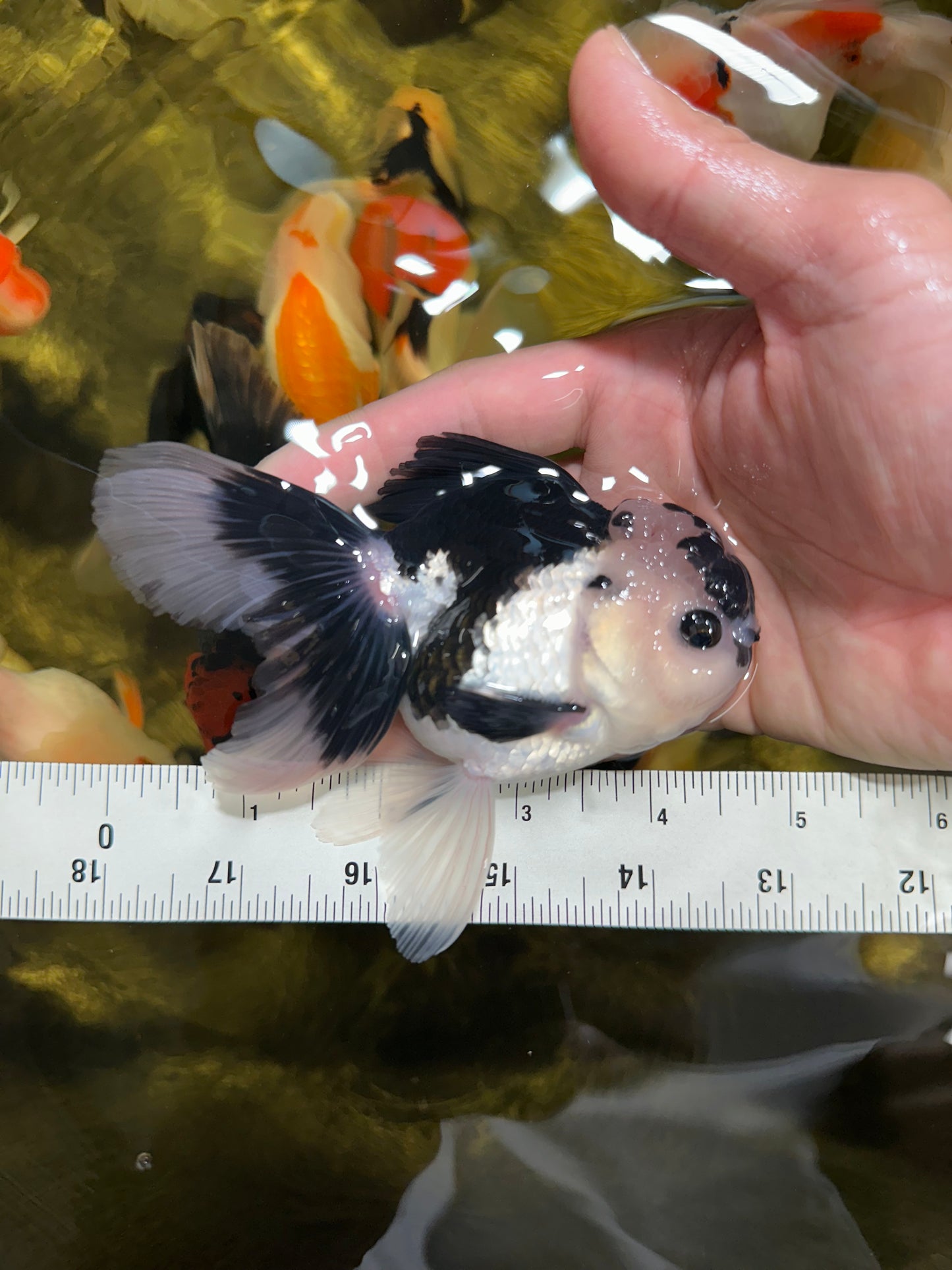 [QUAD] Mix Color All Male Oranda 4.5 inches #051625QO_08