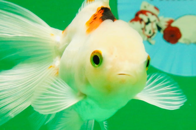 [SINGLE] Tricolor Oranda Female 4.5 inches #112125SO_05