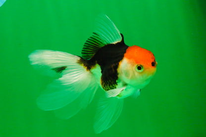 [SINGLE] Tricolor Oranda Female 4-4.5 inches #111425SO_04