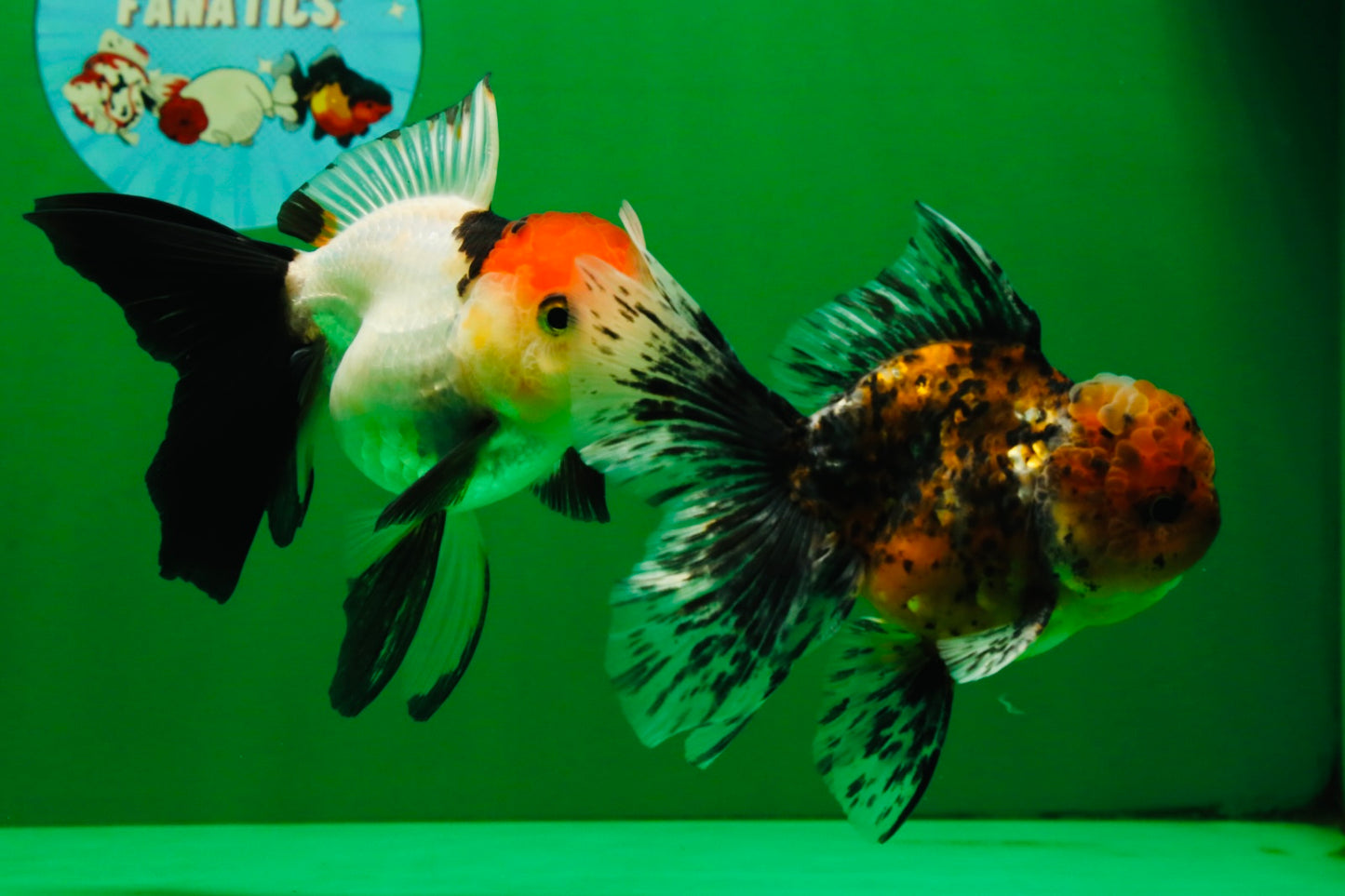 [COUPLE] Tiger Male & Tricolor Female 4-4.5 inches #091925CO_02