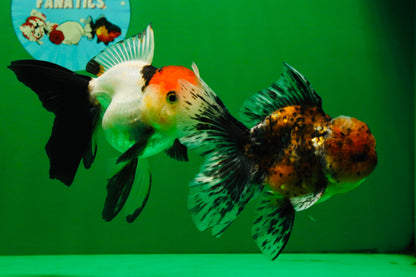 [COUPLE] Tiger Male & Tricolor Female 4-4.5 inches #091925CO_02