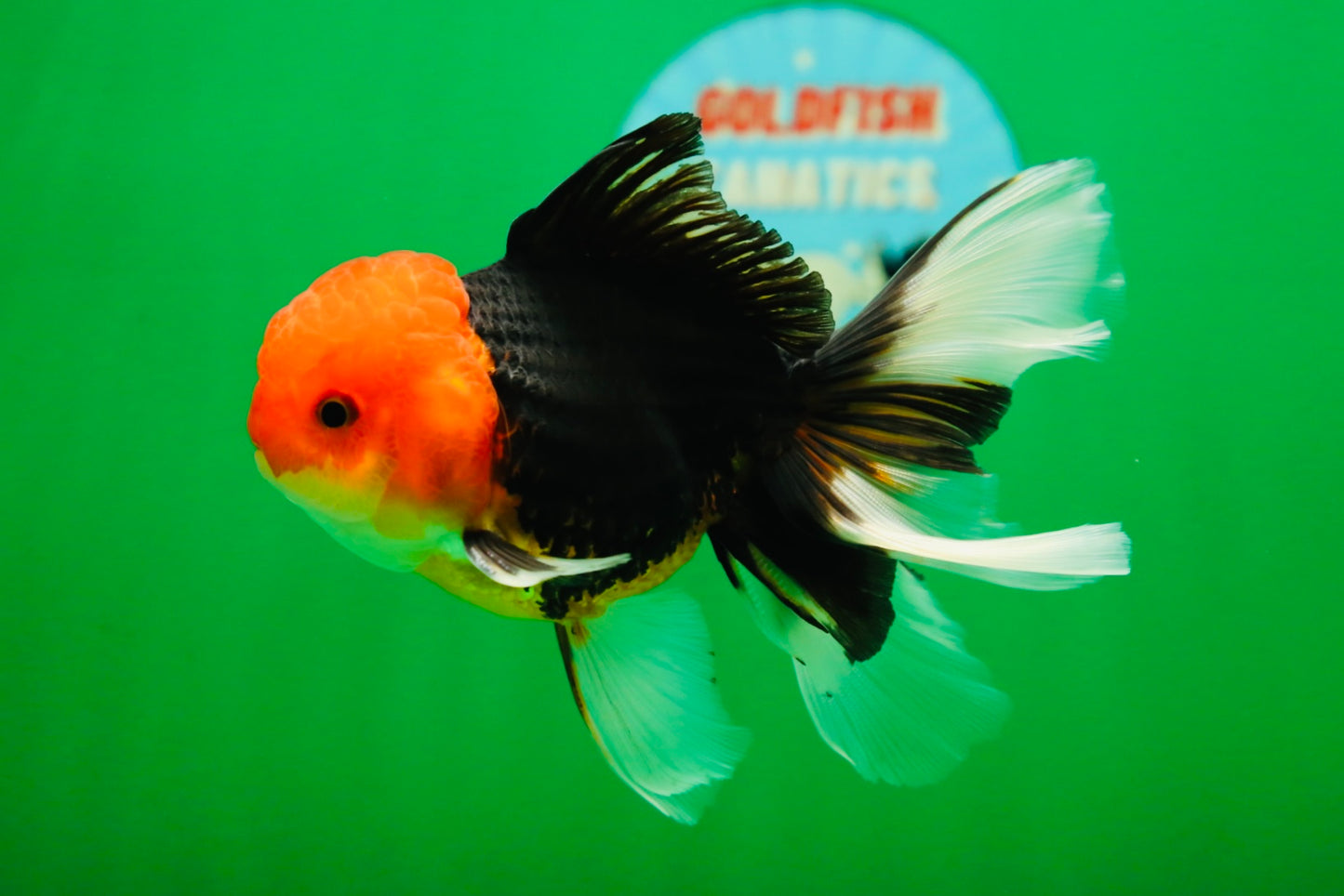 [SINGLE] Tricolor Oranda Male 4.5-5 inches #082225SO_02