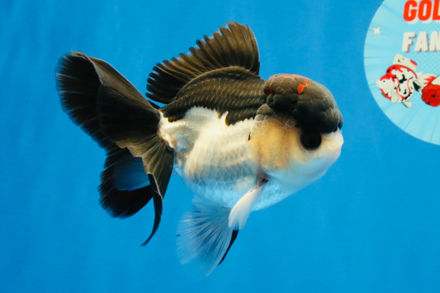 [SINGLE] Tricolor Bottom Eyes Oranda Male 4-4.5 inches #022726SO_07