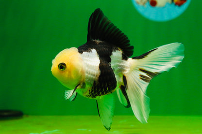 [SINGLE] Panda Oranda Female 4.5 inches #080825SO_04