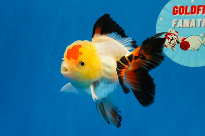[SINGLE] Tricolor Oranda Male 4.5 inches #022726SO_10