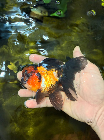 [SINGLE] Tricolor Oranda Male 4.5 inches #040326SO_09