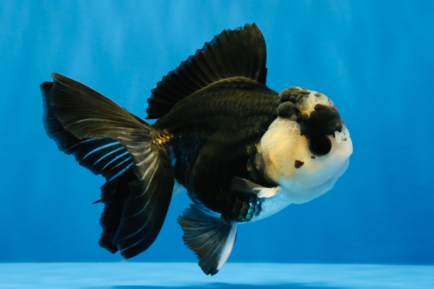 [SINGLE] Panda Button Eyes Oranda Male 4.5 inches #041026SO_09