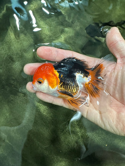 [SINGLE] Tricolor Oranda Male 4-4.5 inches #062725SO_11