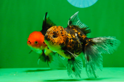 [COUPLE] Tricolor Male & Tiger Female 4.5 inches #091925CO_03