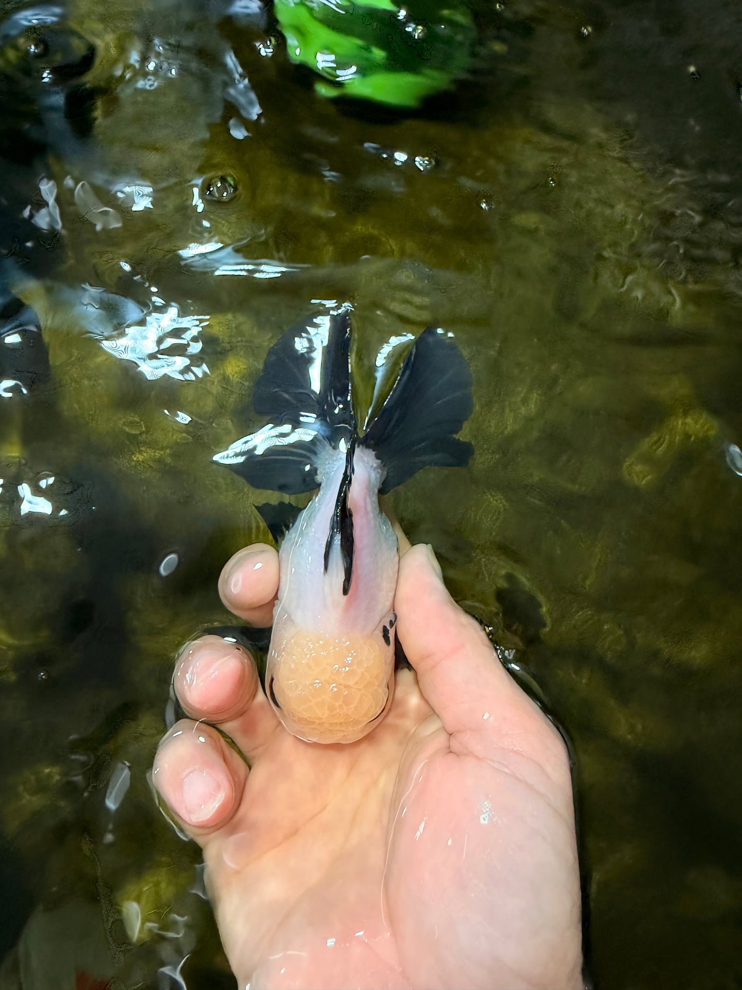 [SINGLE] Panda Oranda Male 4-4.5 inches #040326SO_04