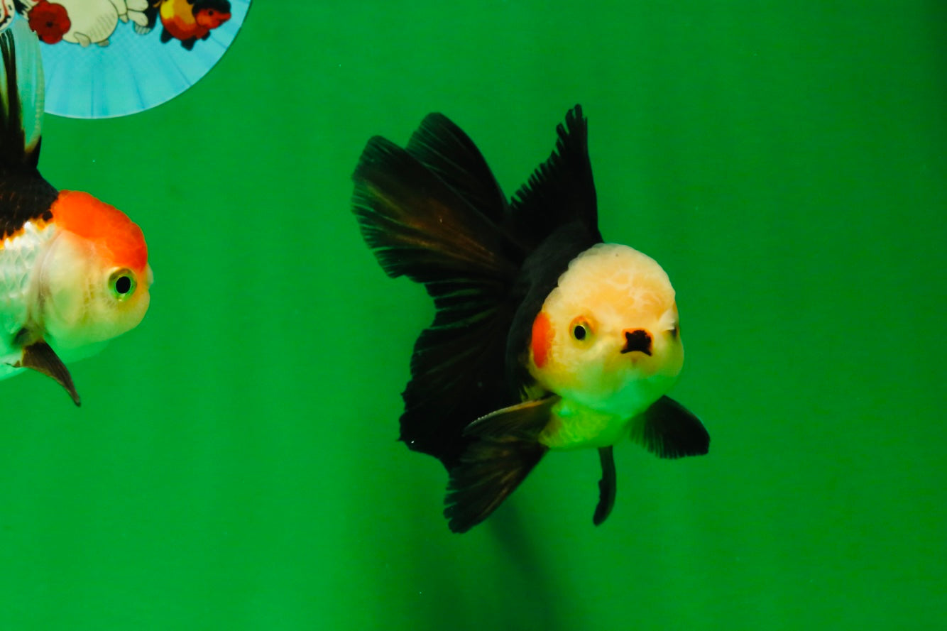 [COUPLE] White Head Male & Red Head Tricolor Female 4-4.5 inches #091925CO_05