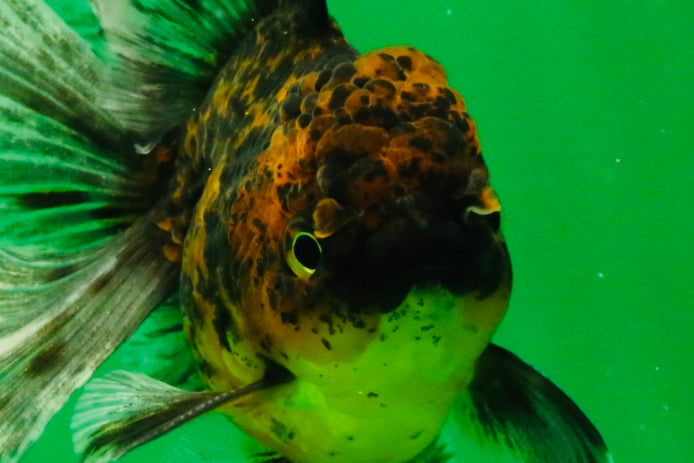 [SINGLE] Tiger Oranda Male 5 inches #103125SO_02