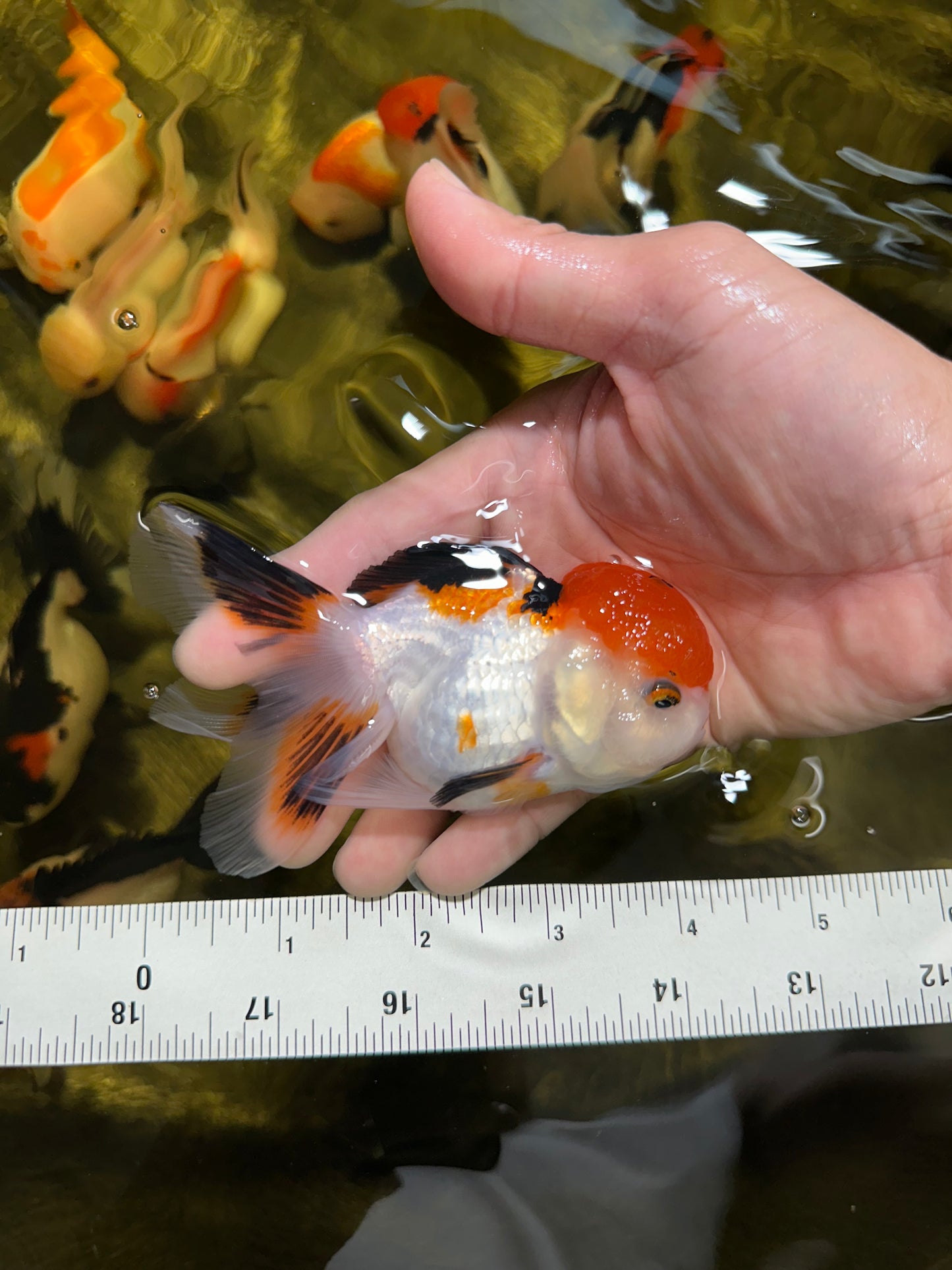 [COUPLE] Tricolor Female & Panda Male Oranda 4 inches #051625CO_07