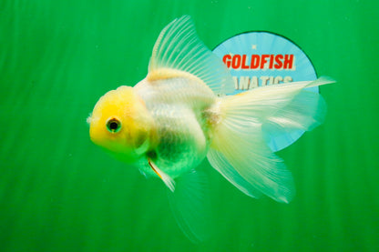 [SINGLE] Tricolor Oranda Female 4.5 inches #111425SO_08