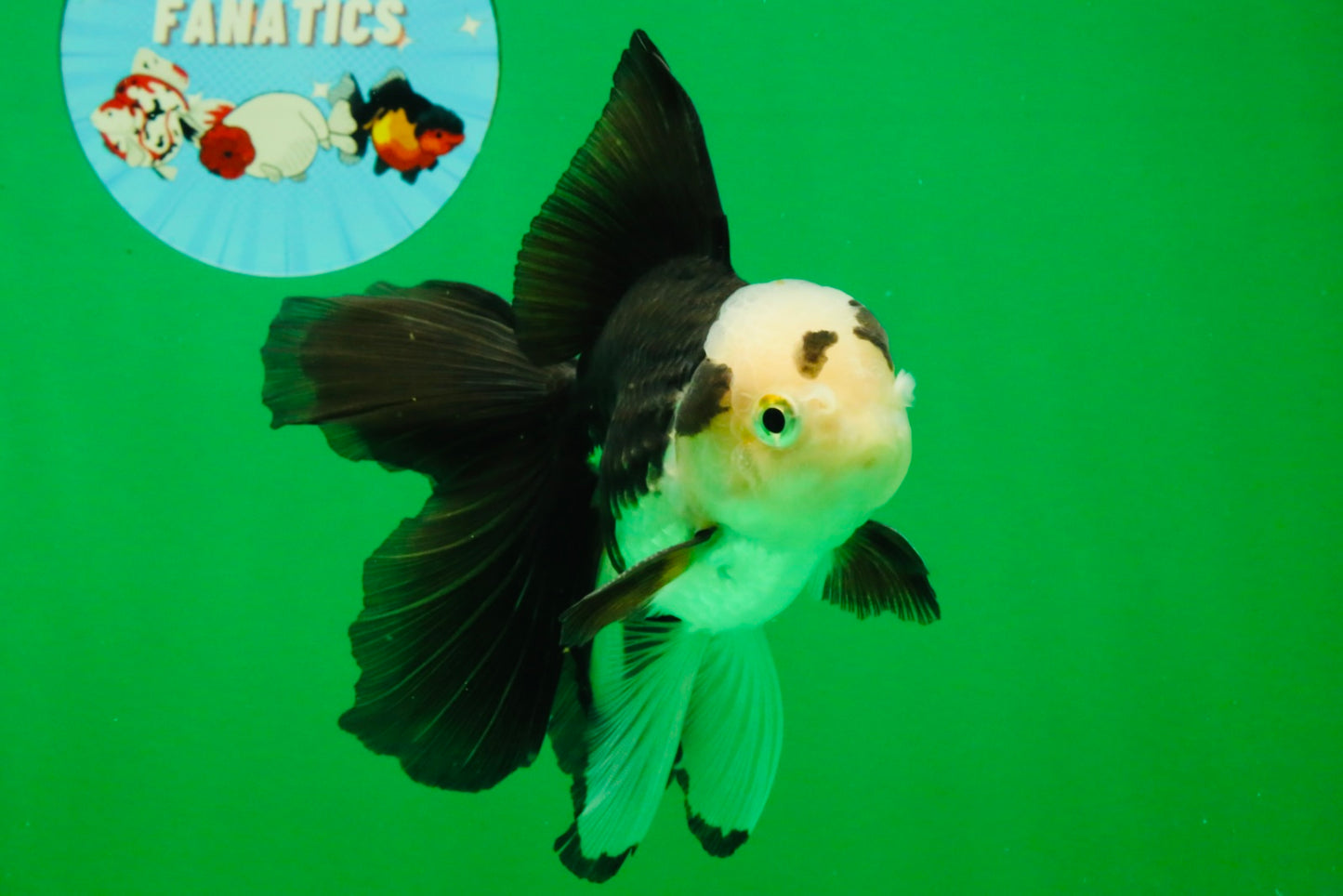 [SINGLE] Panda Oranda Male 5 inches #112125SO_03