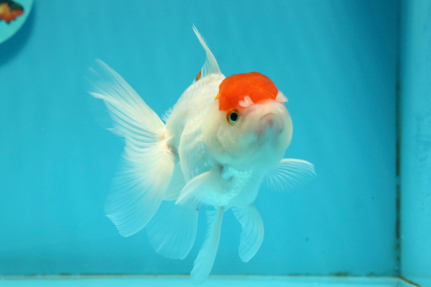 [SINGLE] Tancho Oranda Male 4.5 inches #112924SO_12