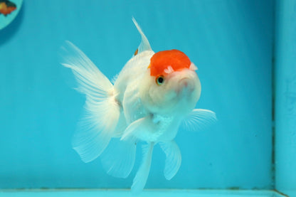 [SINGLE] Tancho Oranda Male 4.5 inches #112924SO_12