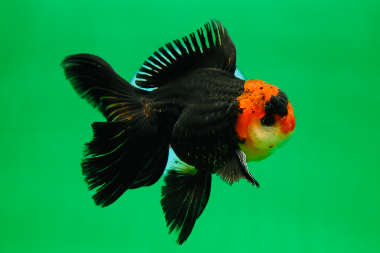 [SINGLE] Tricolor Oranda Male 4.5-5 inches #090525SO_08