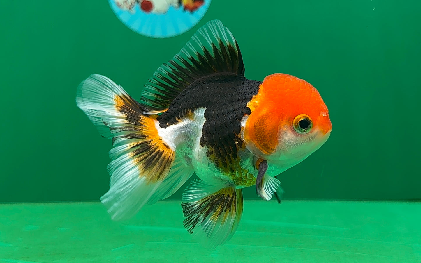 [SINGLE] Tricolor Oranda Male 4-4.5 inches #062725SO_11