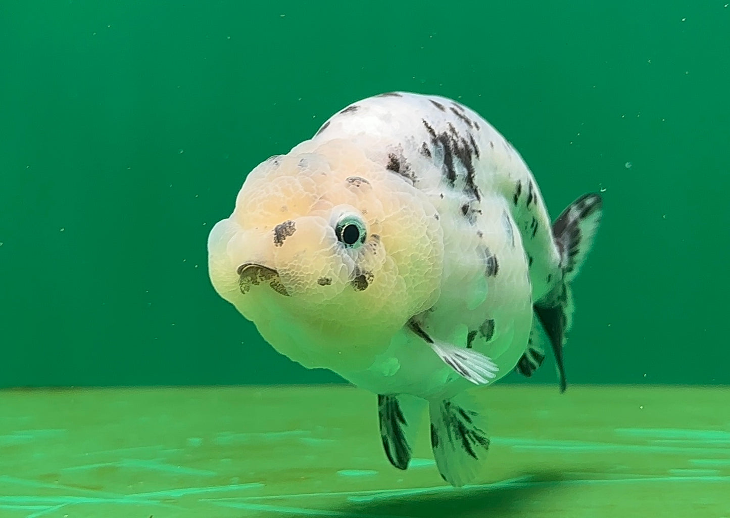 [SINGLE] Pepper Lionchu Female 4.5 inches #062725SL_03