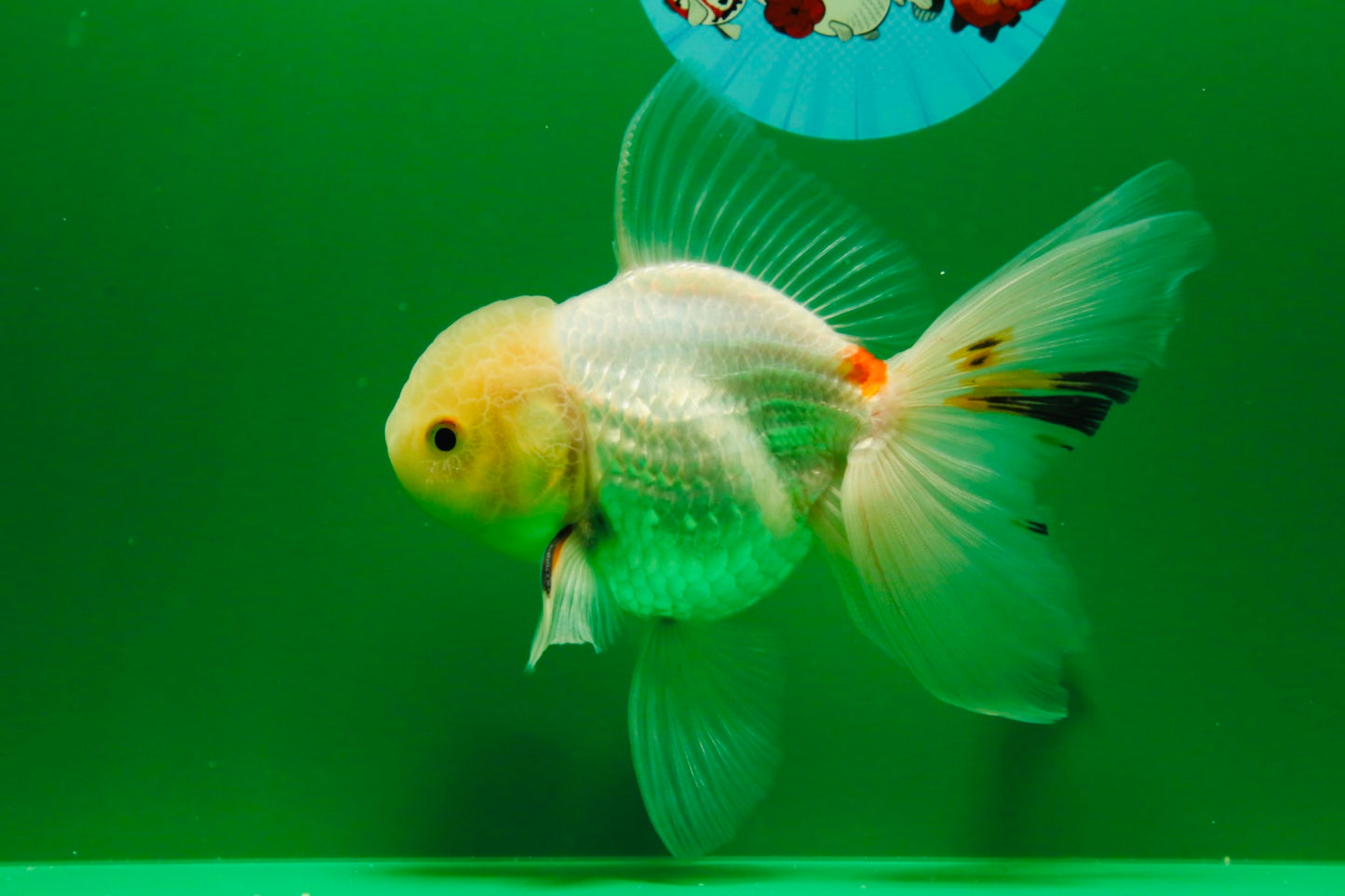 [SINGLE] White Oranda Male 5 inches #011725SO_01