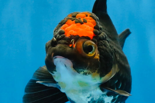 [SINGLE] Tricolor Oranda Female 4-4.5 inches #041726SO_04