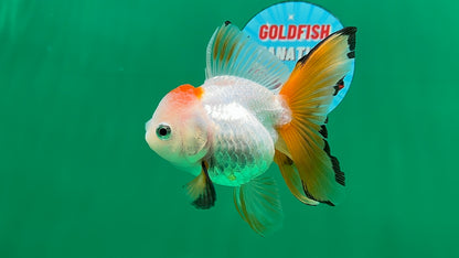 [SINGLE] Tricolor Oranda Female 4.5 inches #062025SO_07